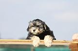 PETIT CHIEN LION 170